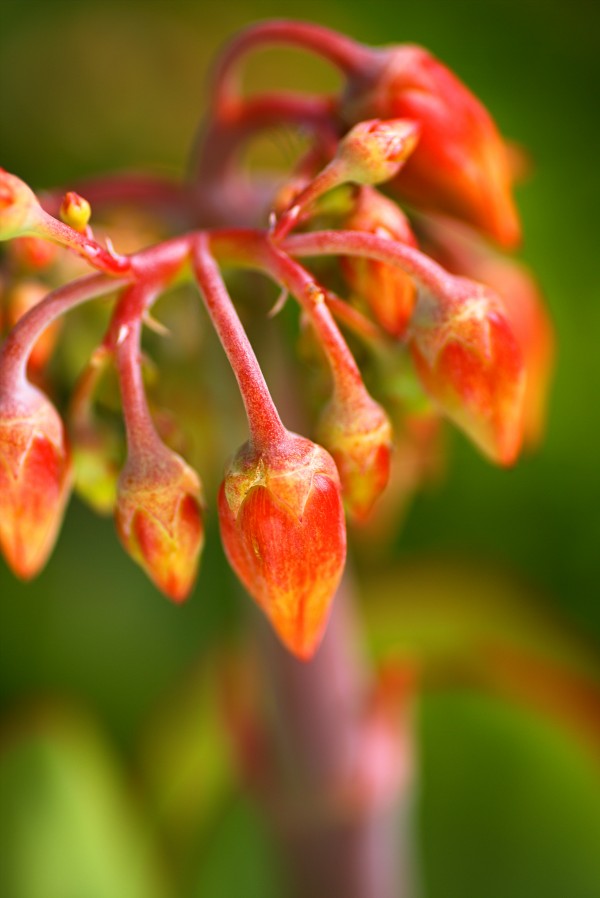 Cotyledon Macrantha Succulent Flowers  by Joy Watson
